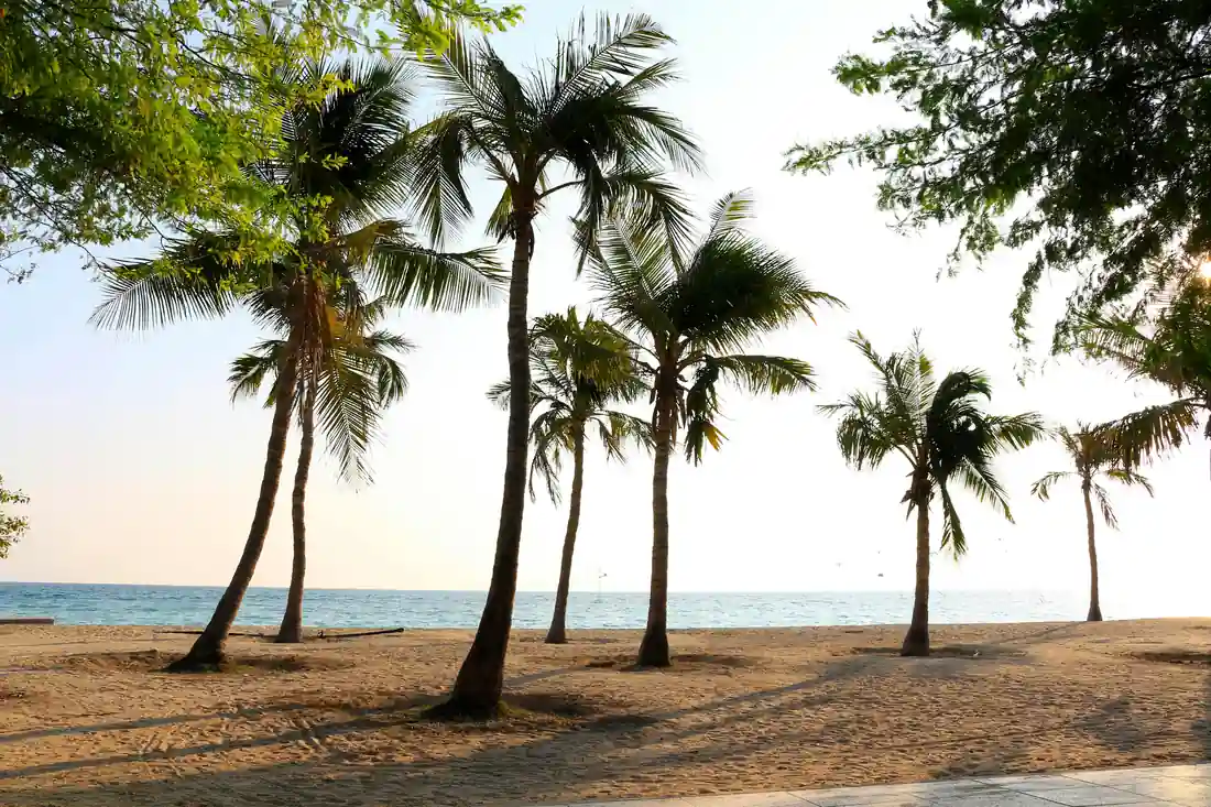 date tree in kish island